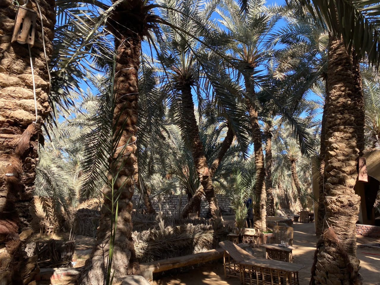 palm