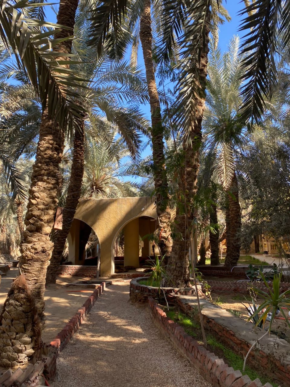 palm