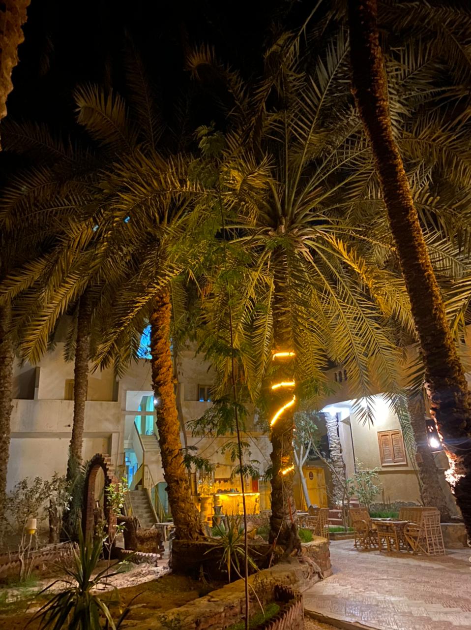 palm